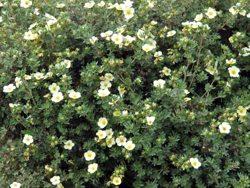 Лапчатка кустарниковая Primrose Beauty