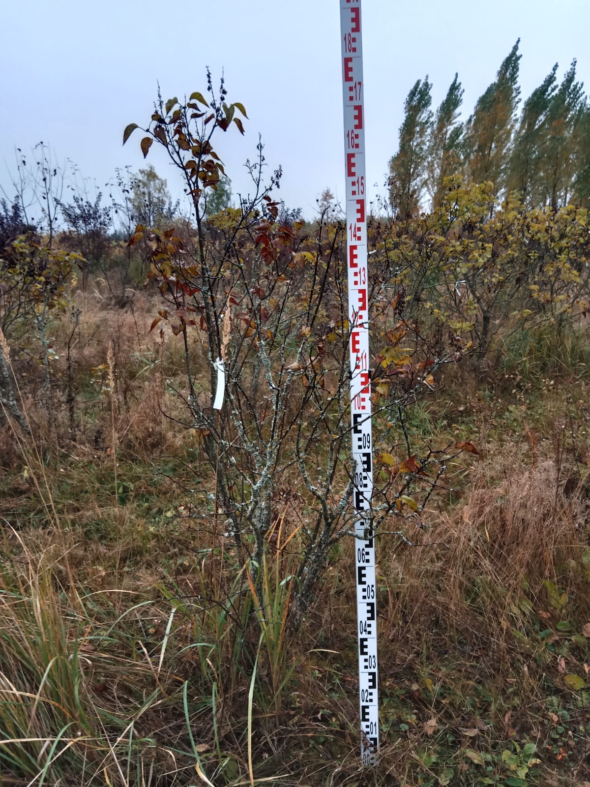 Сирень Andenken an LSpath