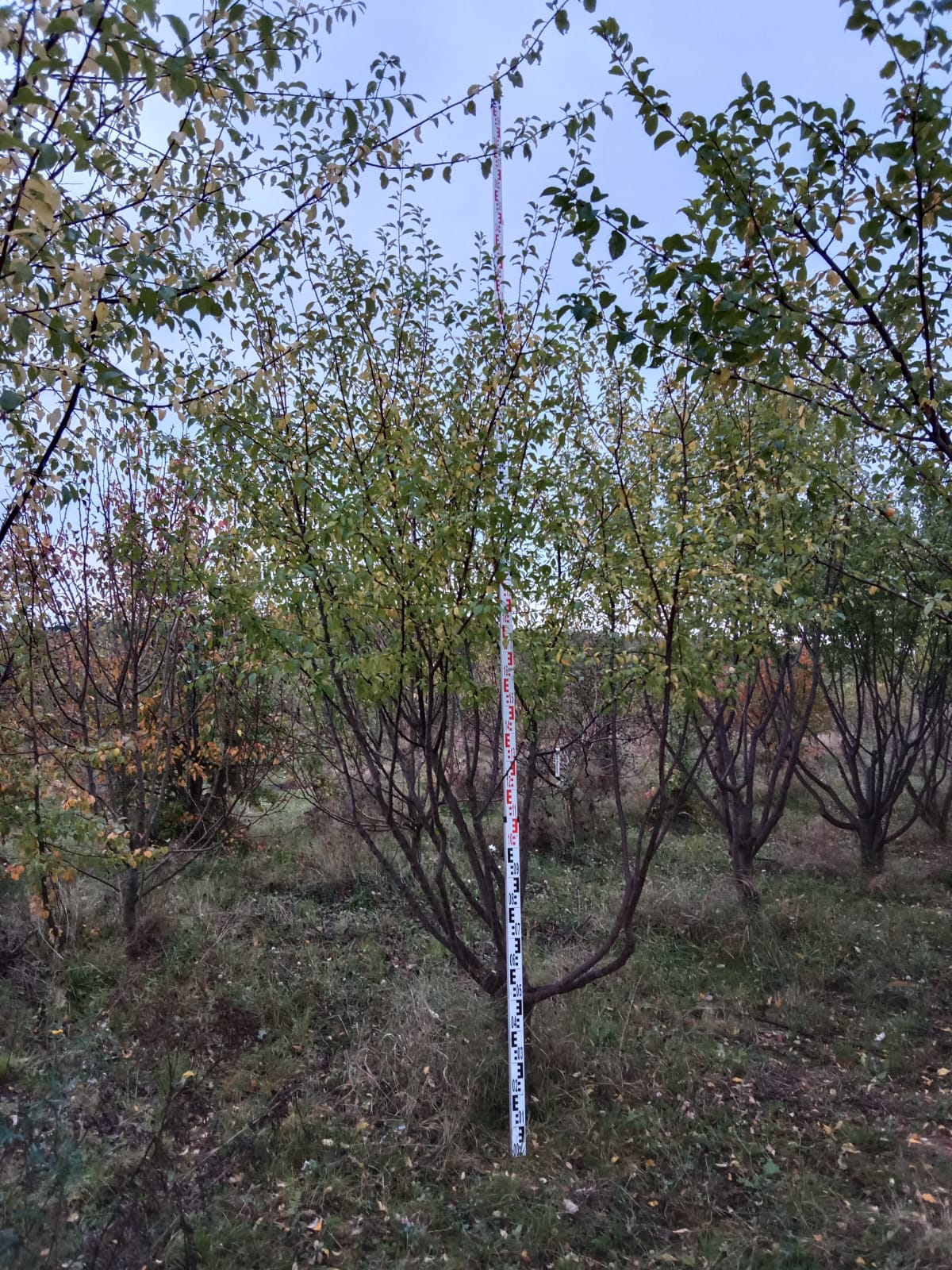 Алыча Клеопатра зонт