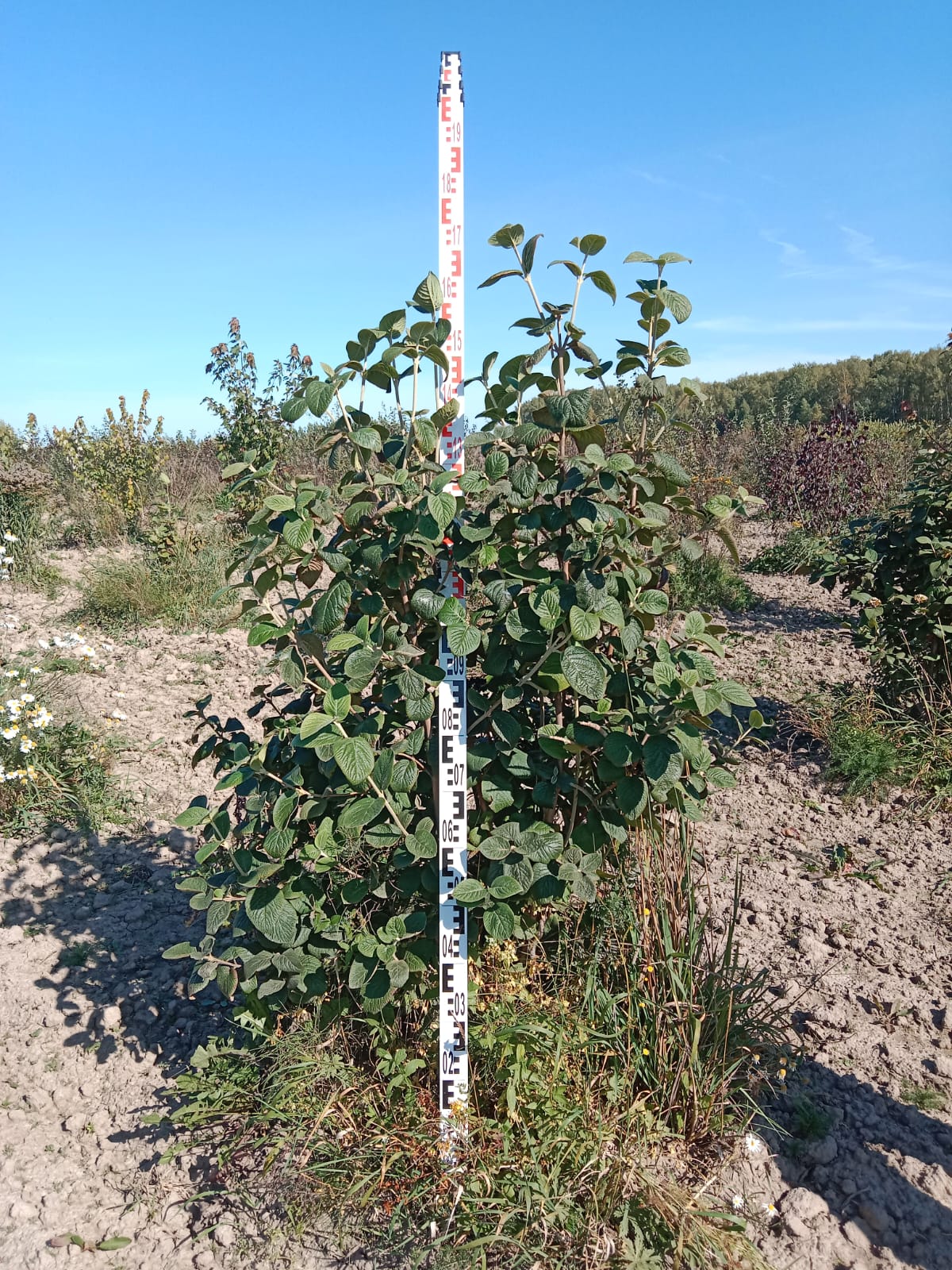 Калина Lantana