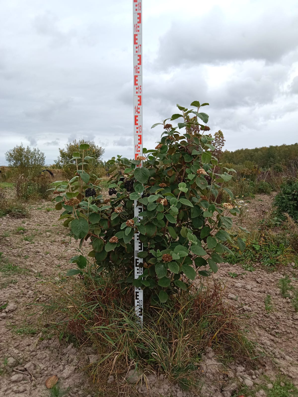 Калина Lantana