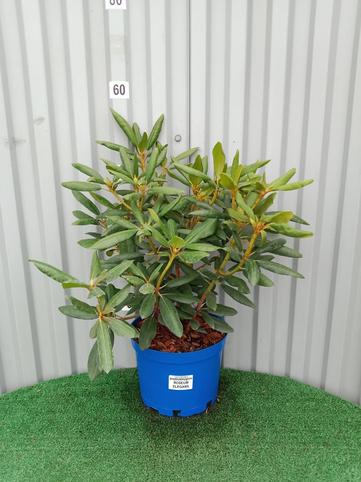 Рододендрон Roseum Elegans
