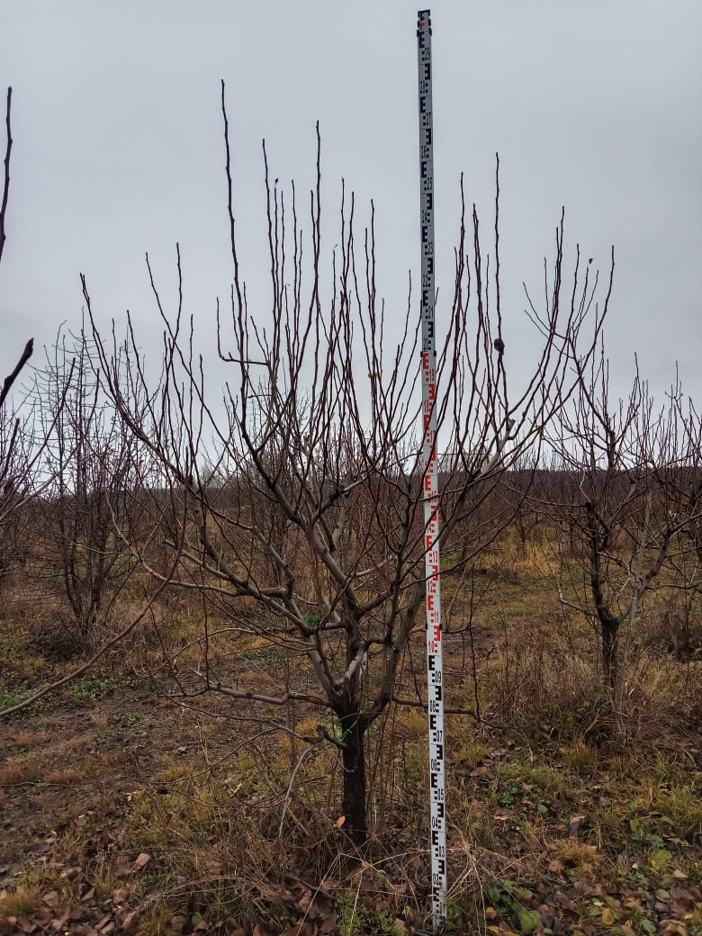 Груша Талгарская красавица